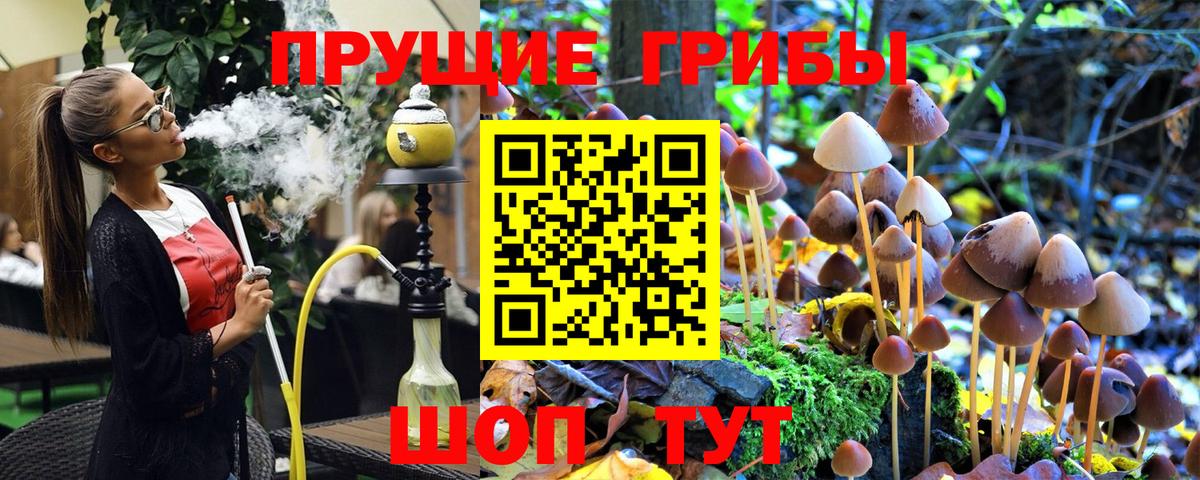 Псилоцибиновые грибы Psilocybine cubensis Электрогорск